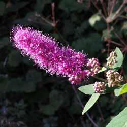 Spireia rosa com folhas de Salgueiro